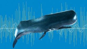 This illustration shows a sperm whale in front of a drawing of sound waves on a blue background.