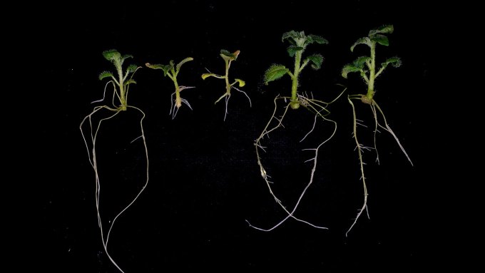 potato plants grown with regular or low nitrogen